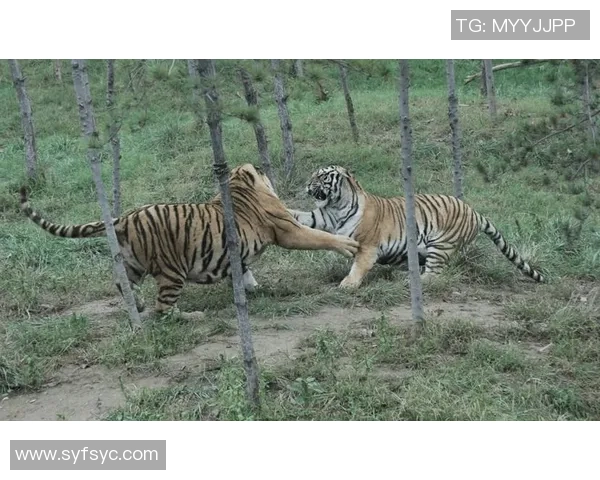 福建中华鲟与吉林东北虎的生态保护与文化传承之争 福建中华鲟与吉林东北虎的生态保护与文化传承之争